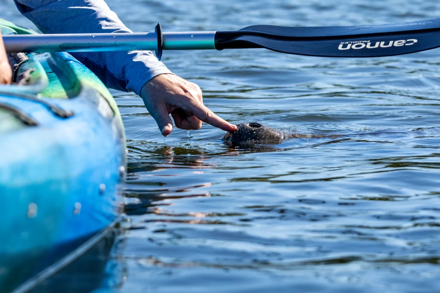 West Indian Manatee