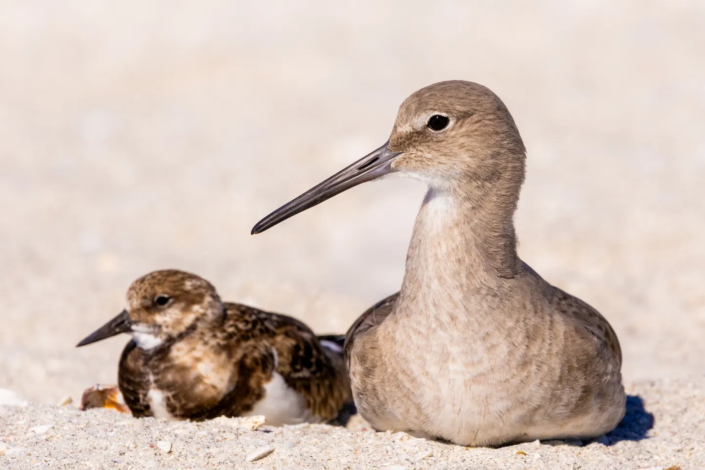Willet