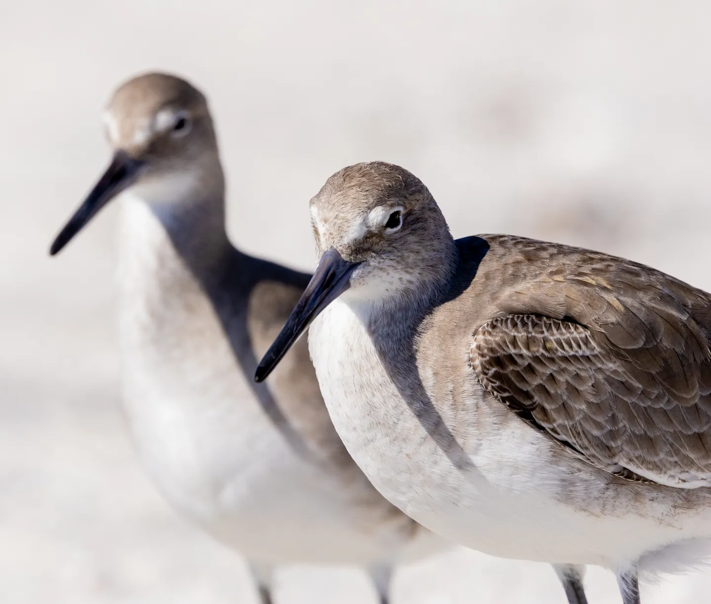 Willet