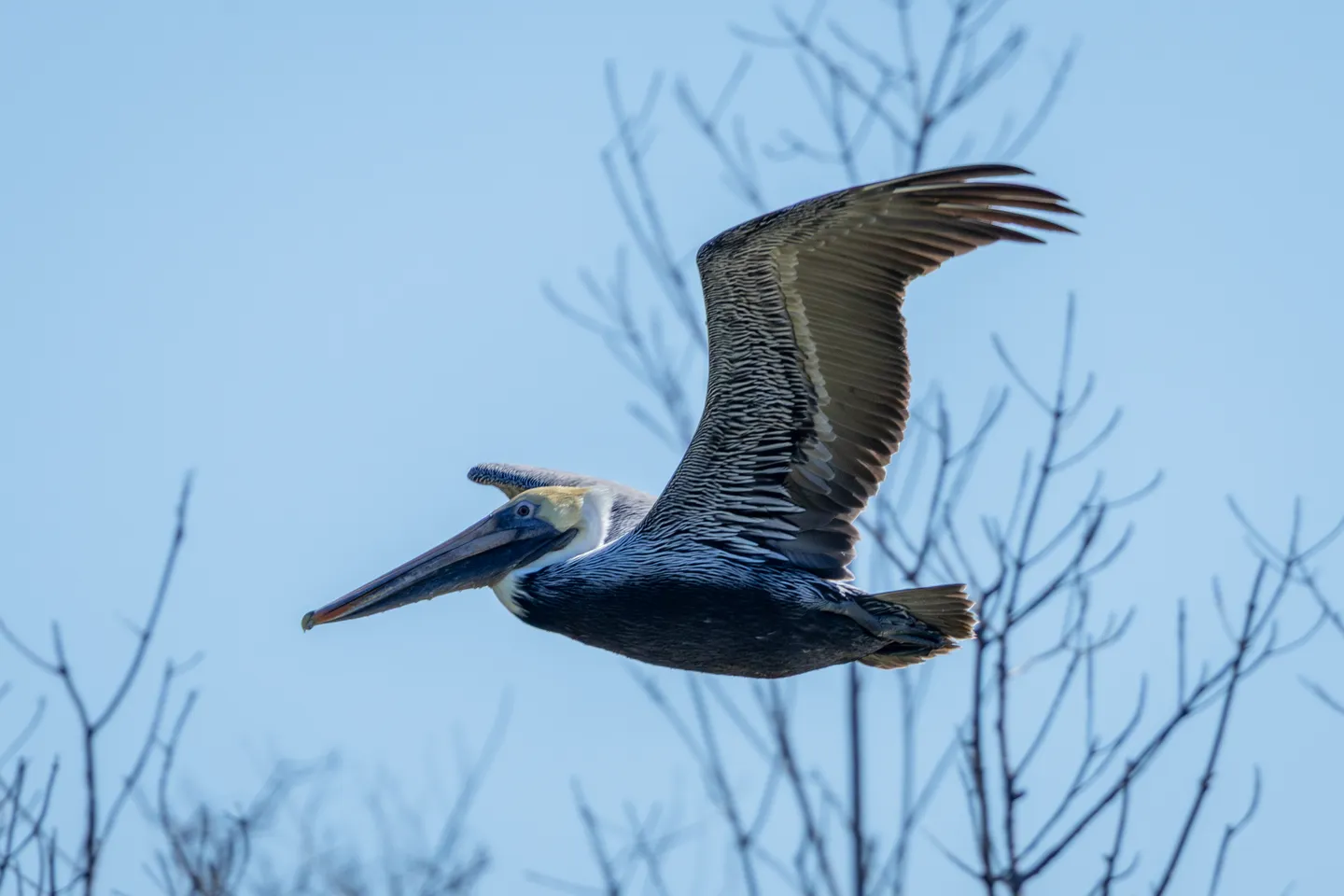 Brown Pelican