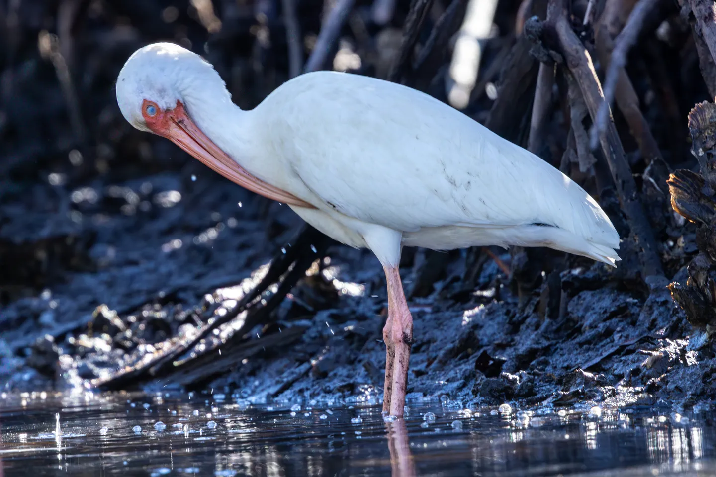 White Ibis