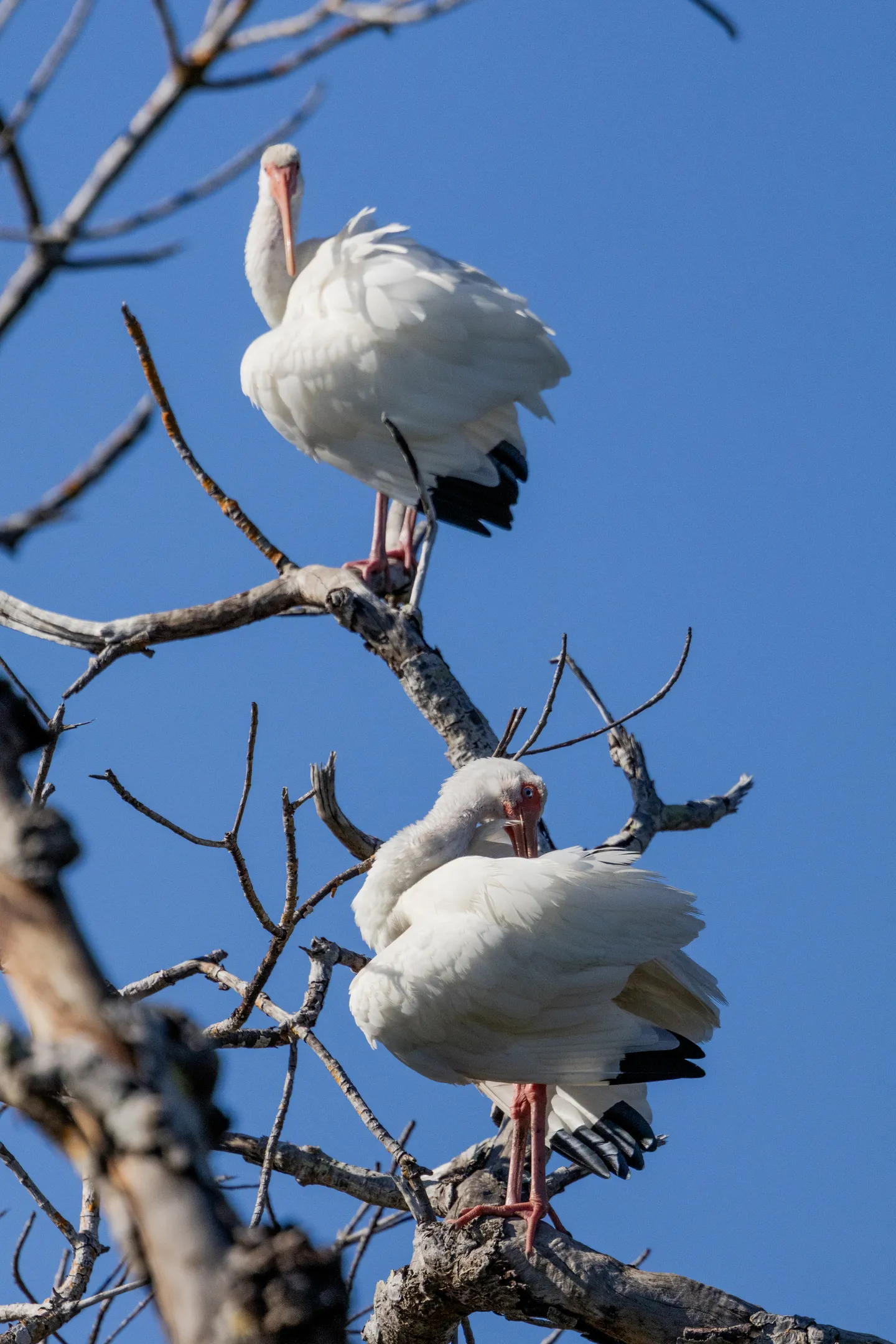 White Ibis