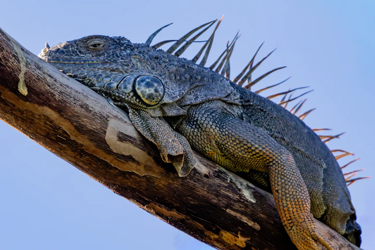 Green Iguana