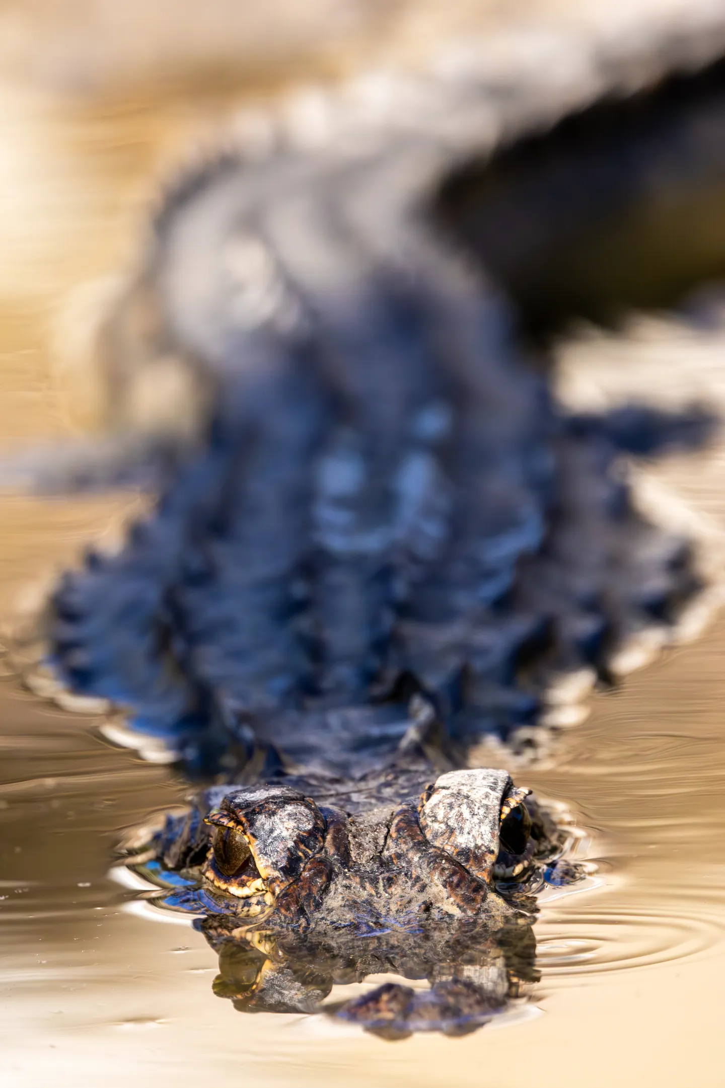 American Alligator