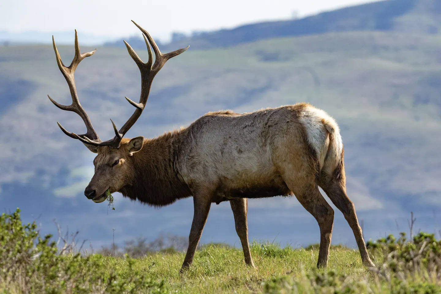 Tule Elk