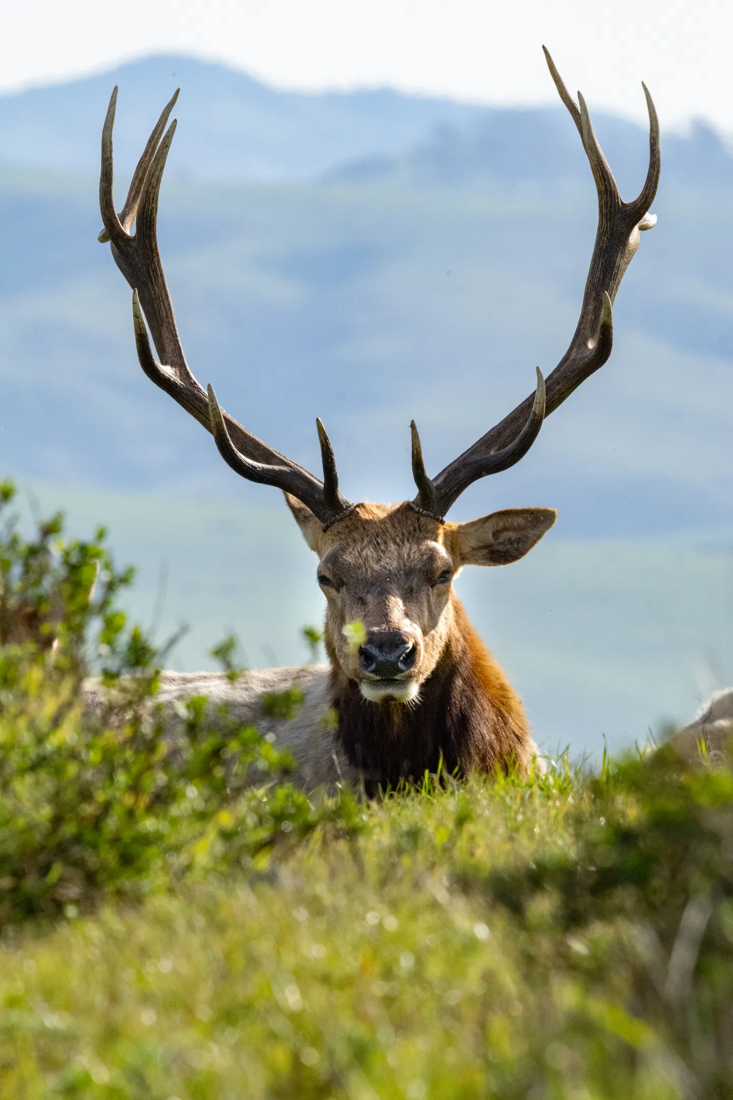 Tule Elk