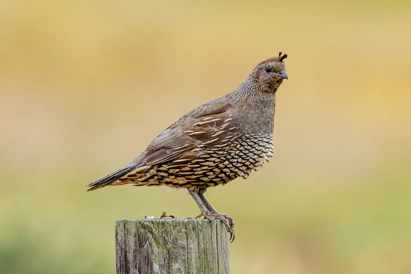 California Quail