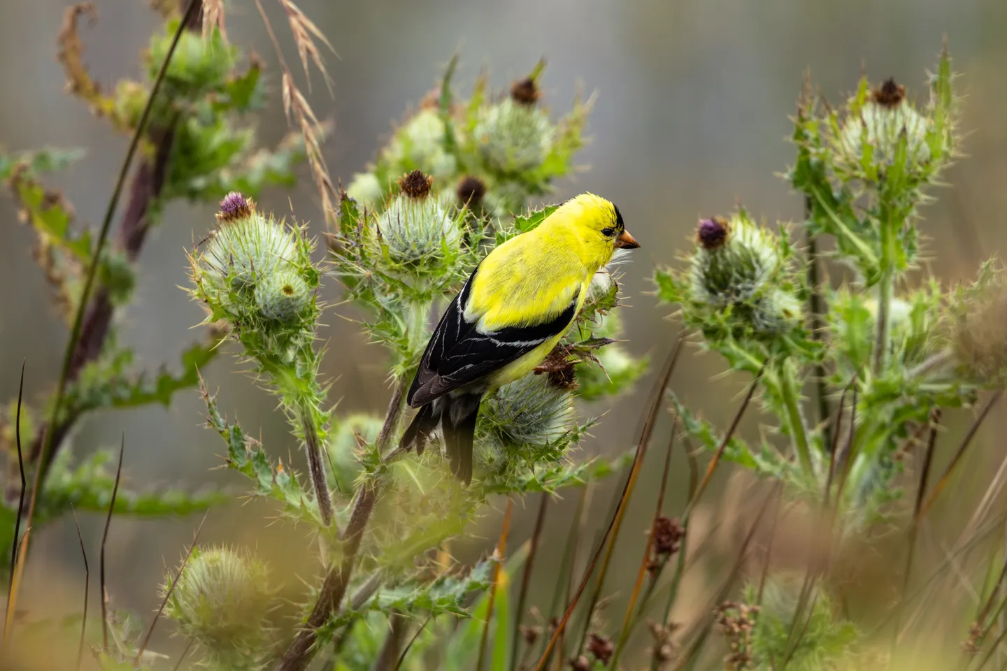 American Goldfinch
