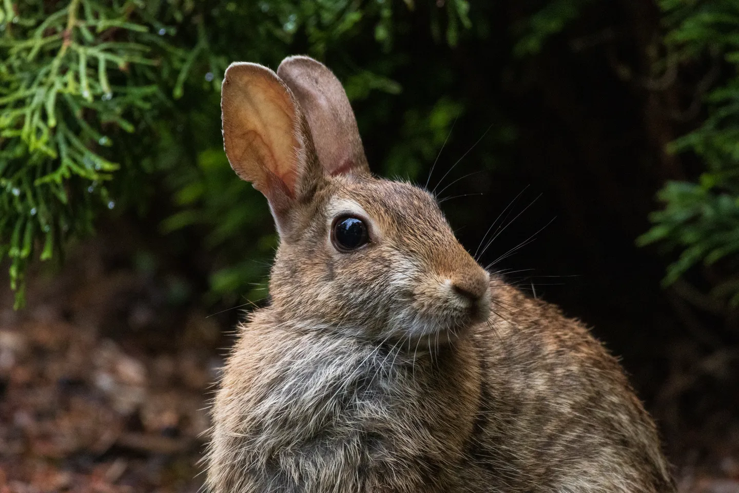 Eastern Cottontail