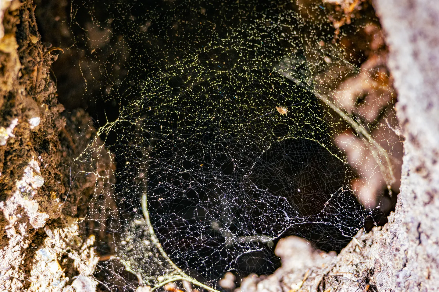 Dewy spider web spanning a hollow log.