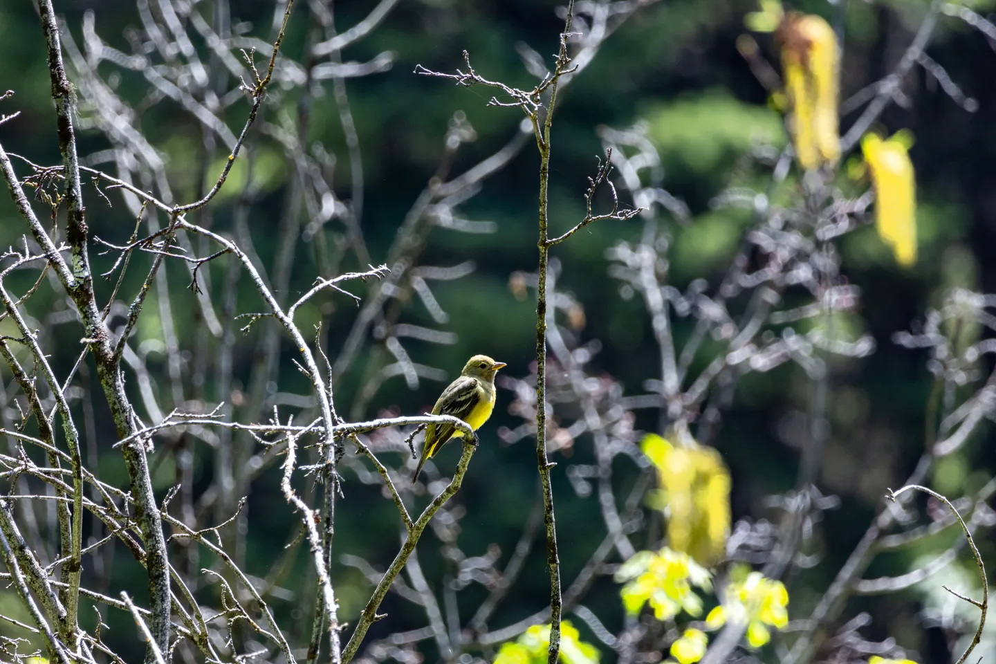 Yellow Warbler