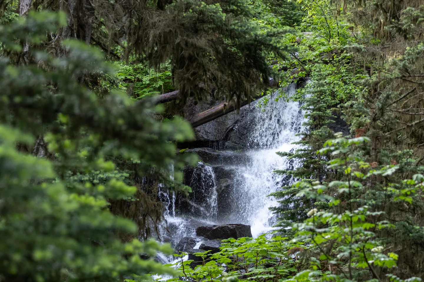 Forest waterfall hidden among hemlocks and underbrush.