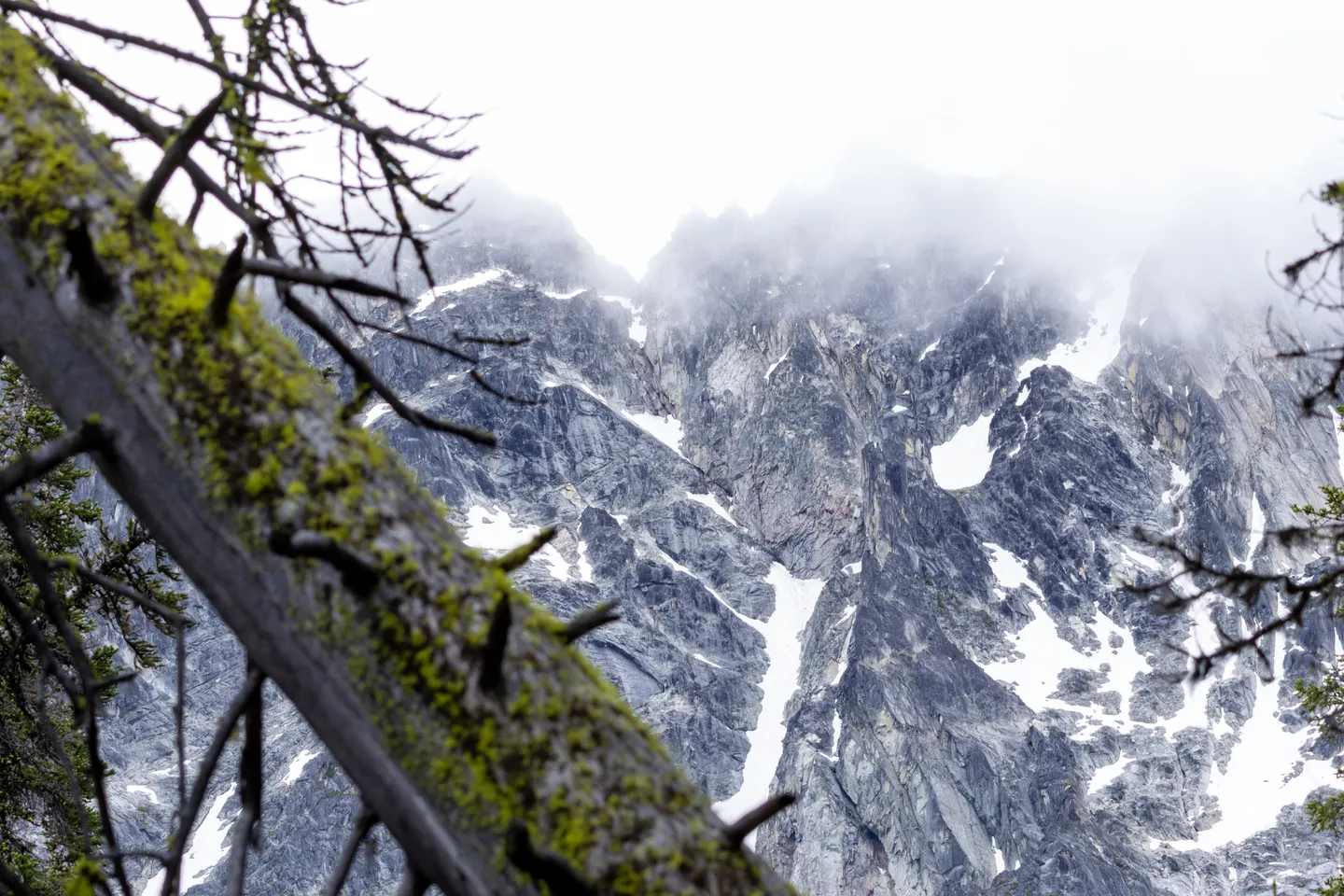 Granite spires framed by lichen-draped conifer branches.
