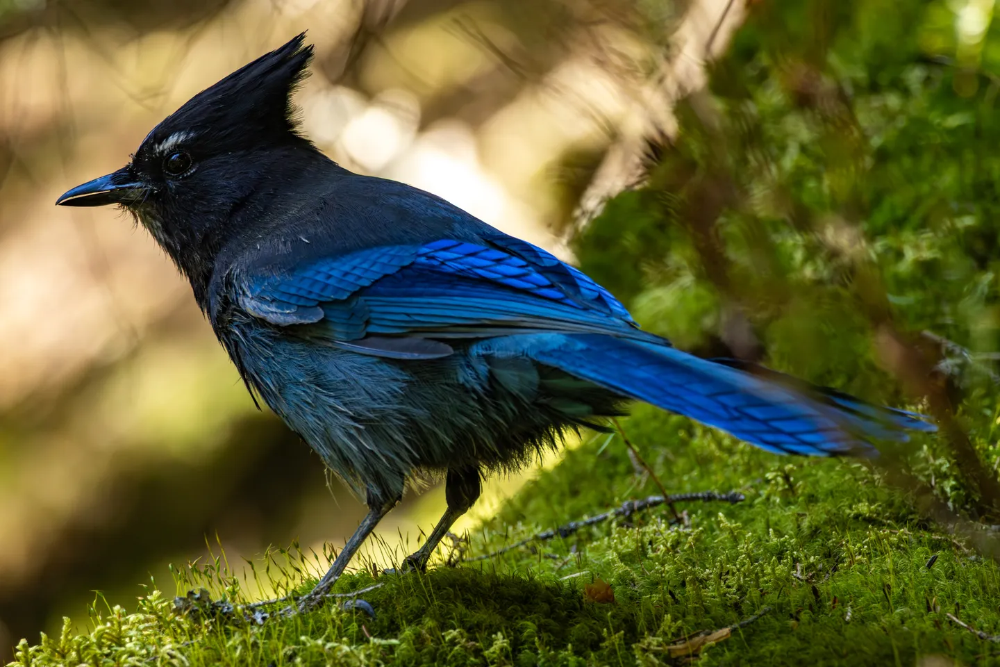 Steller's Jay