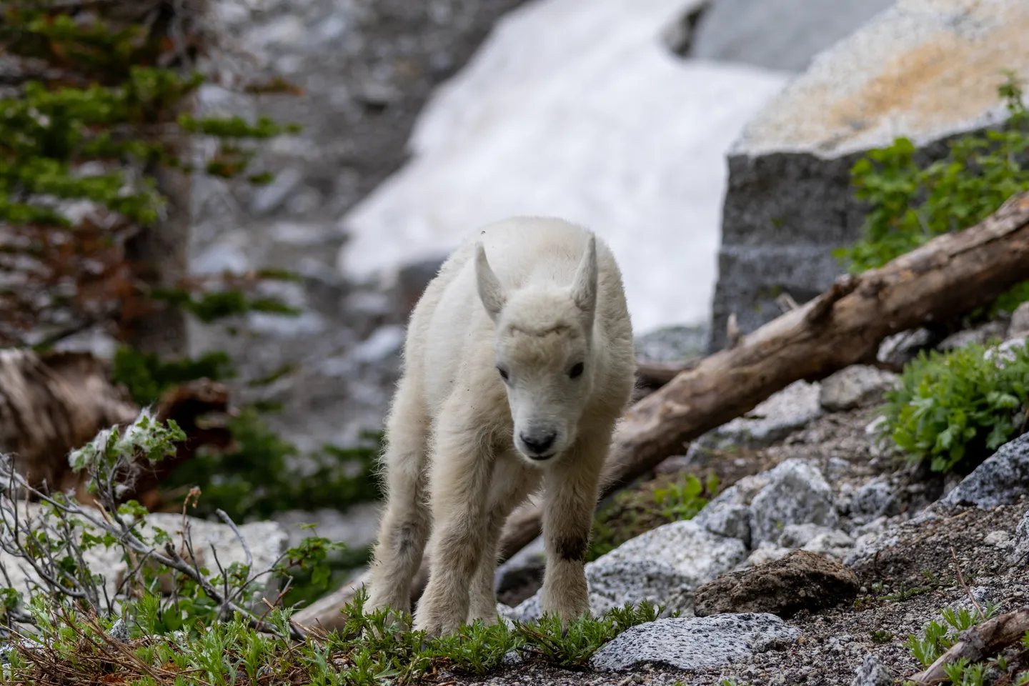 Mountain Goat