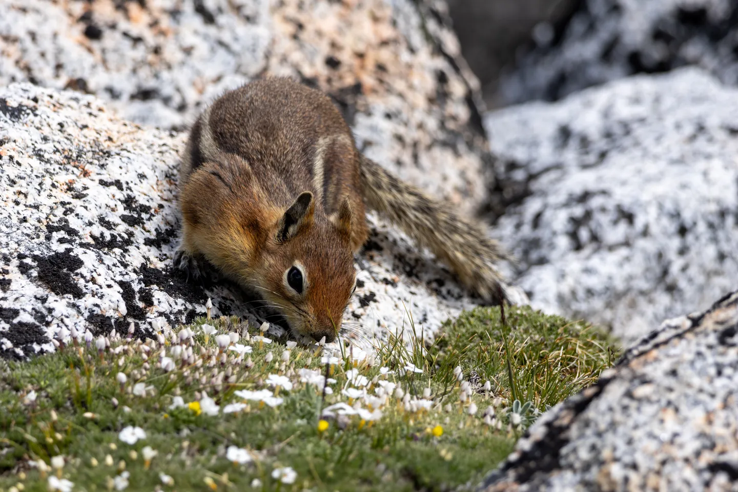 Yellow-pine Chipmunk