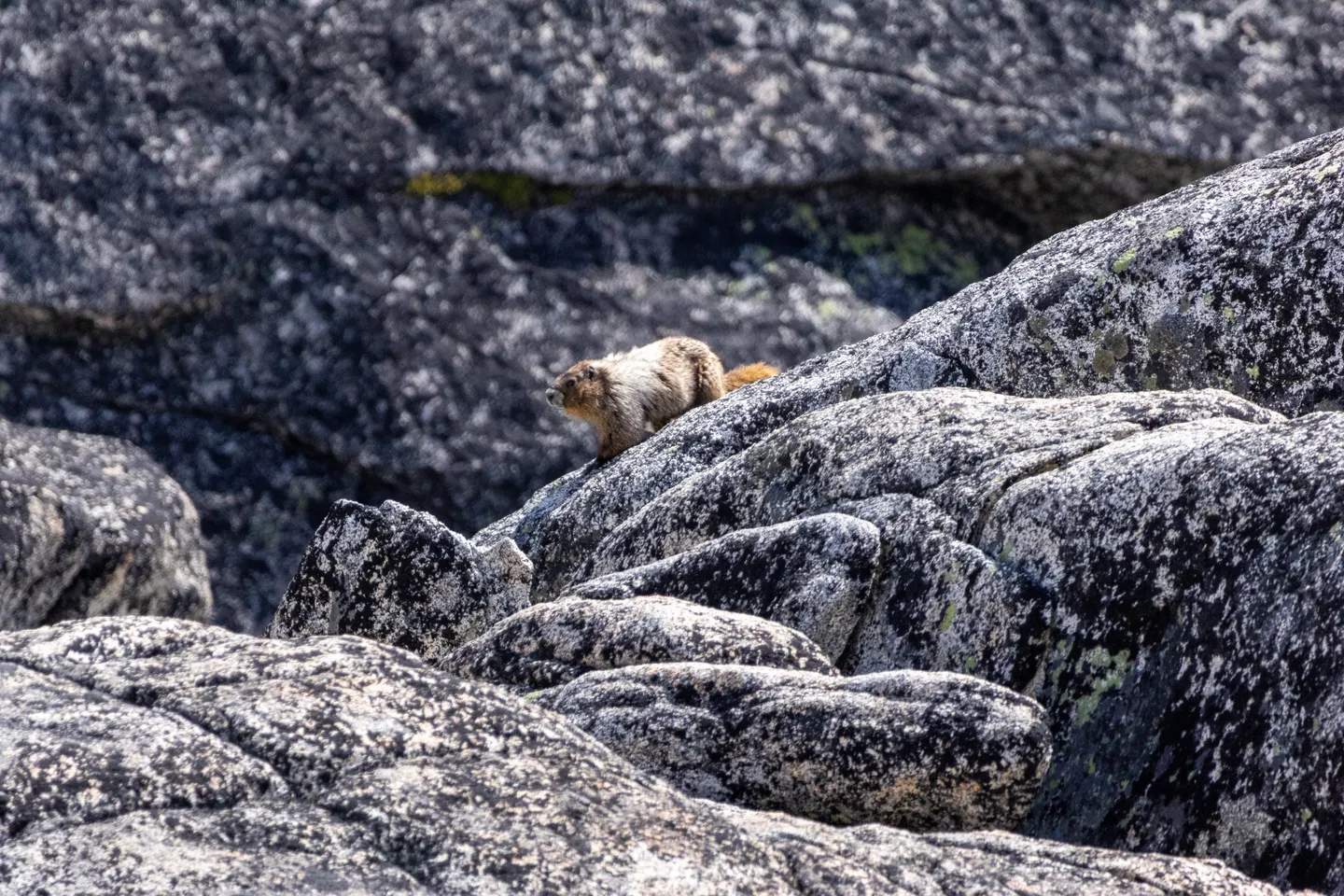 Hoary Marmot