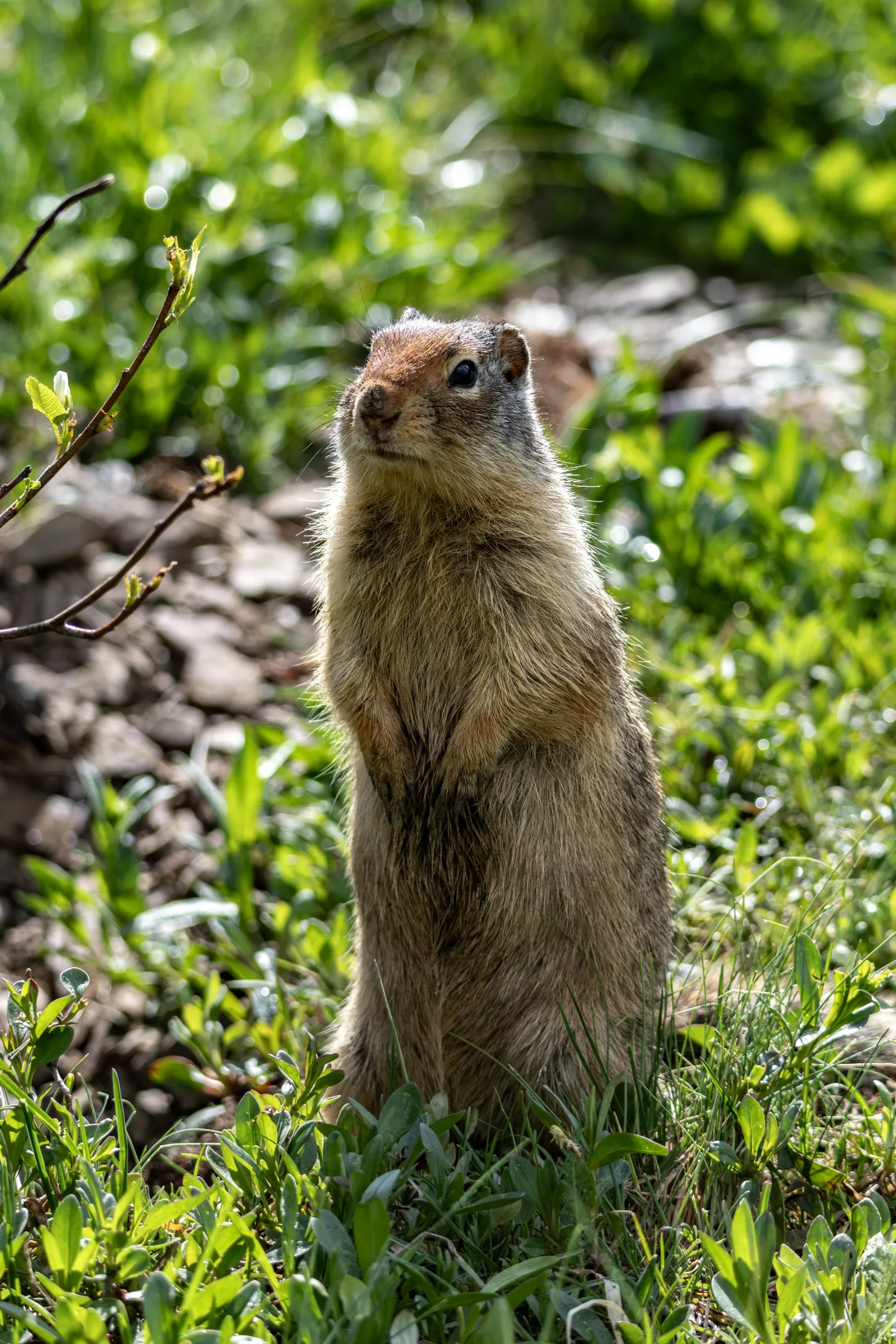 Columbian Ground Squirrel