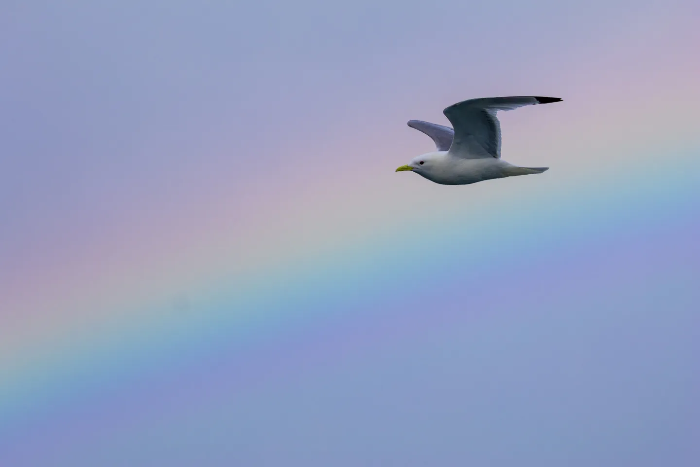 Black-legged Kittiwake