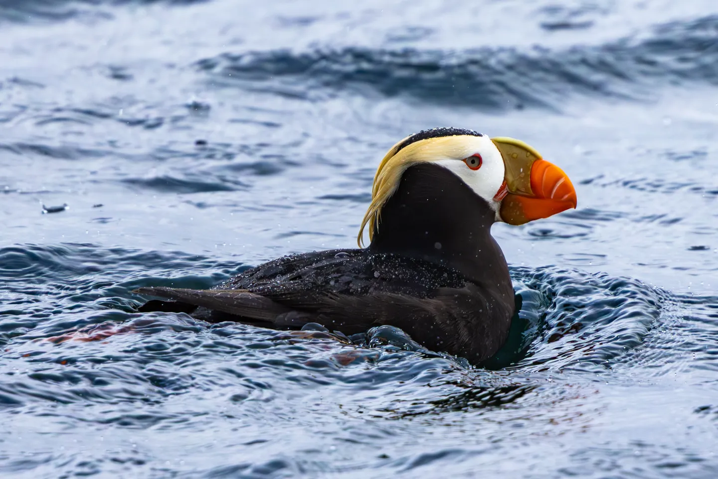 Tufted Puffin