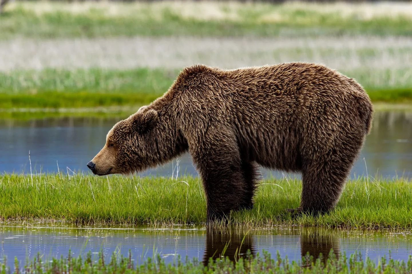 Brown Bear (Coastal Grizzly)