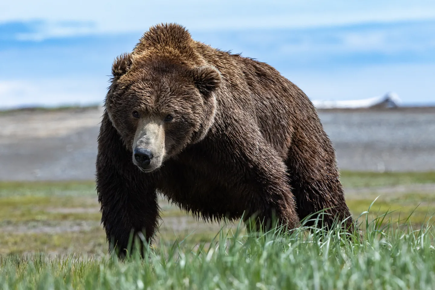Brown Bear (Coastal Grizzly)