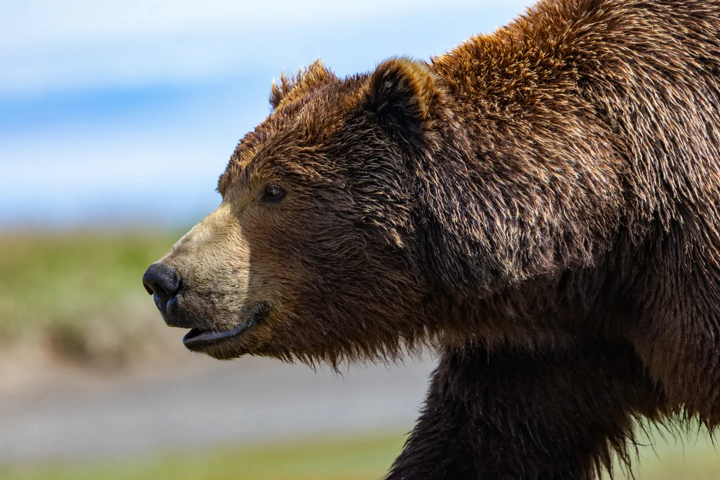 Brown Bear (Coastal Grizzly)