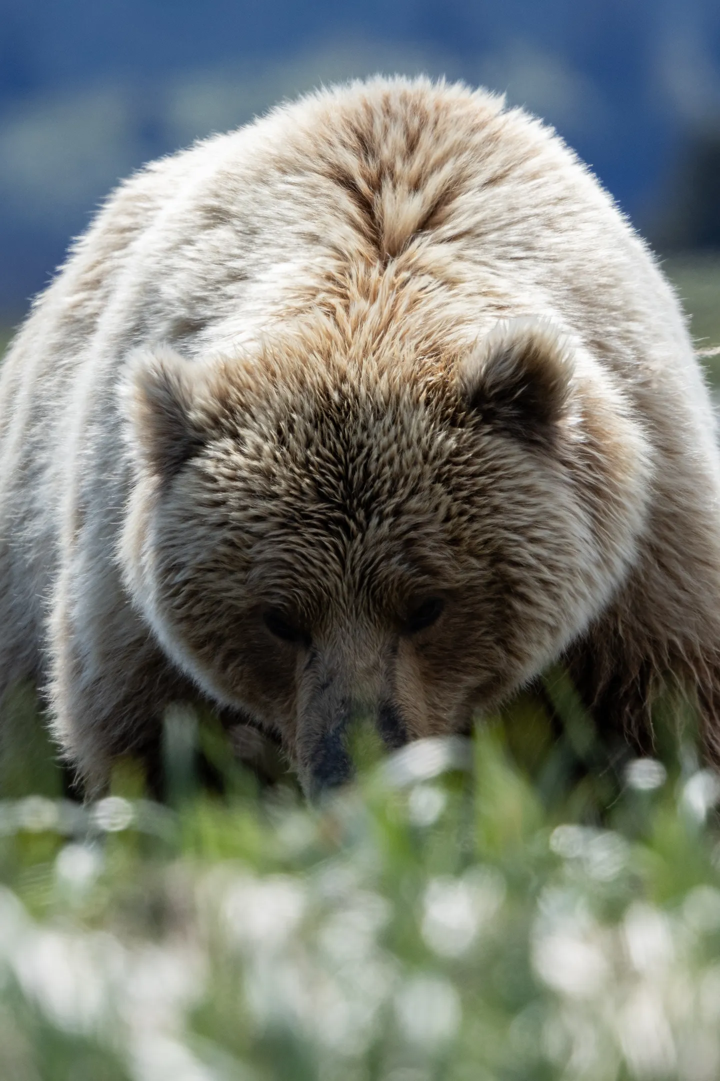 Brown Bear (Coastal Grizzly)
