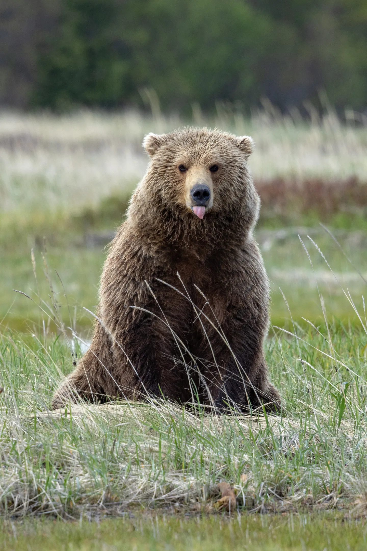 Brown Bear (Coastal Grizzly)