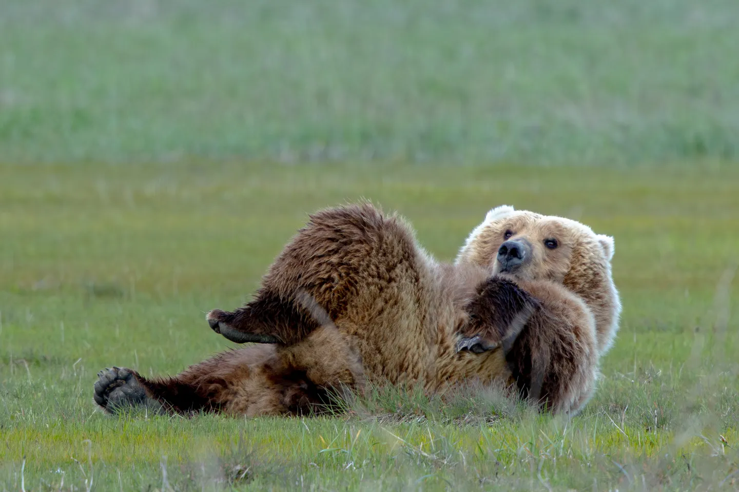 Brown Bear (Coastal Grizzly)