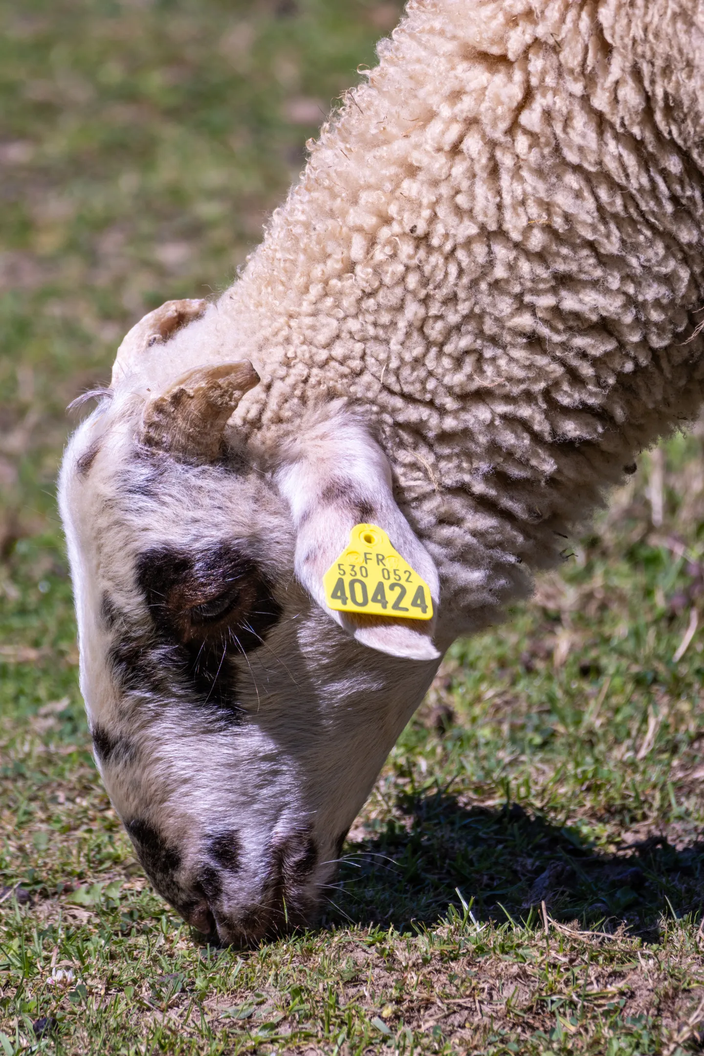 Domestic Sheep