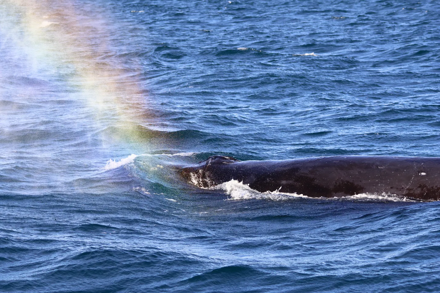 Humpback Whale